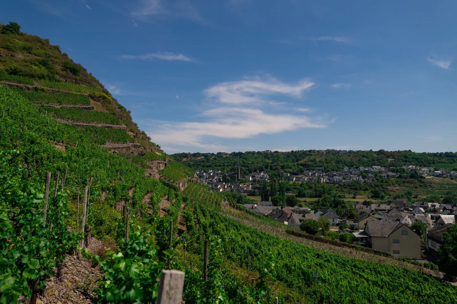 Weinberge von Weingut Dötsch-Haupt in Kobern