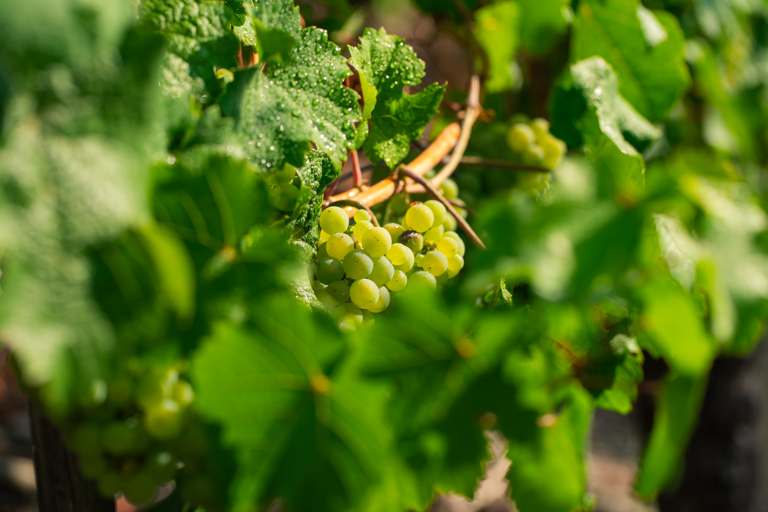 Bild von Kobern mit Weinbergen im Hintergrund.